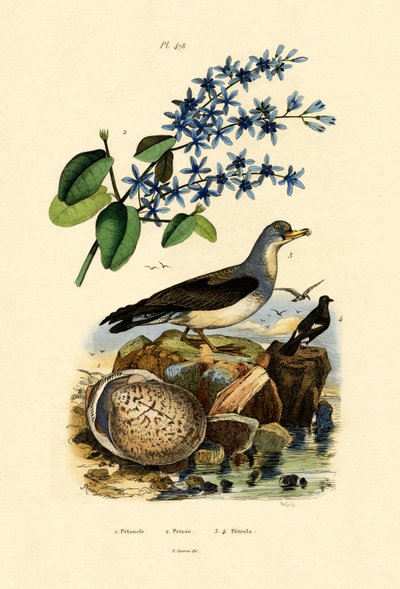壳牌，1833-39 作者 法语学校